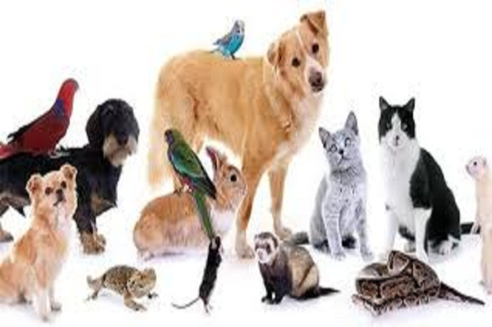 Pets Store